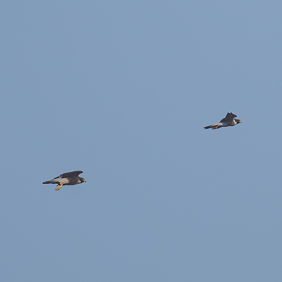 sokol stěhovavý - ML646224726