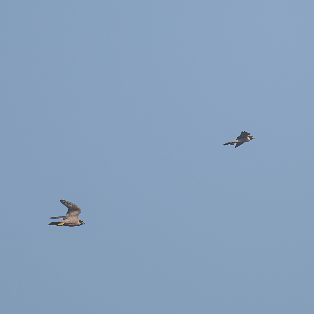 sokol stěhovavý - ML646224728