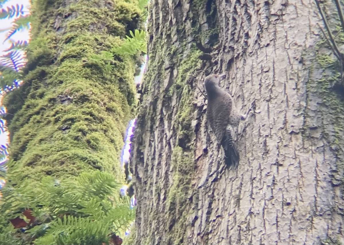 Northern Flicker - ML646224729