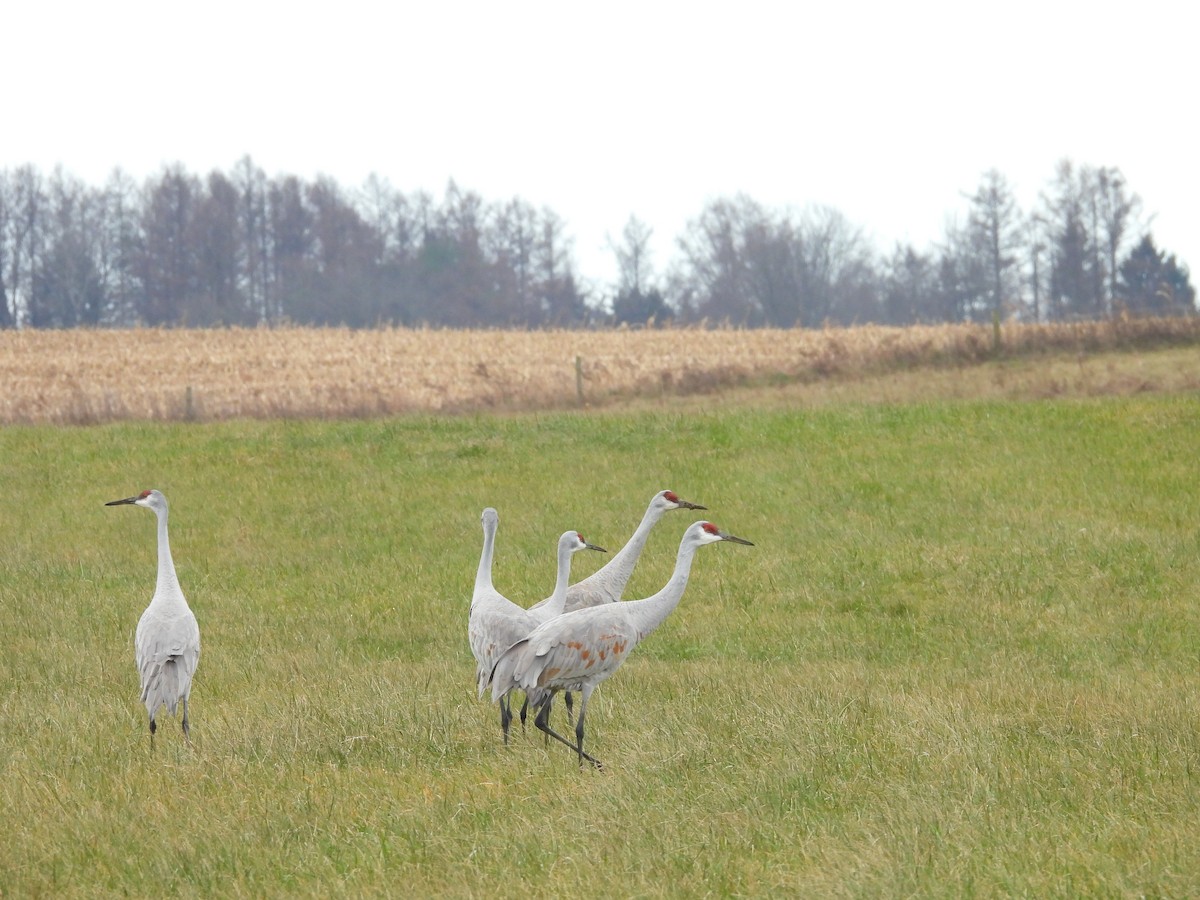 Sandhill Crane - ML646224737