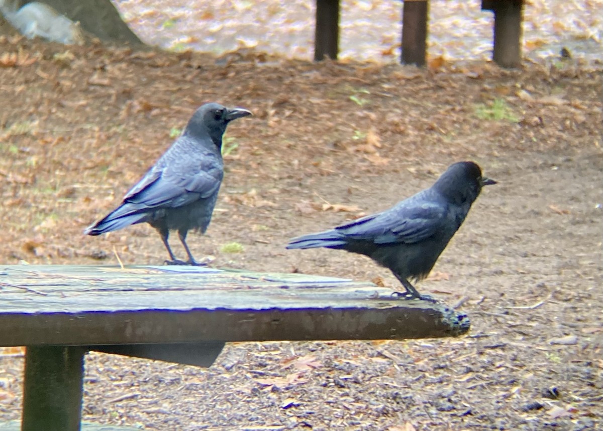 American Crow - ML646224739