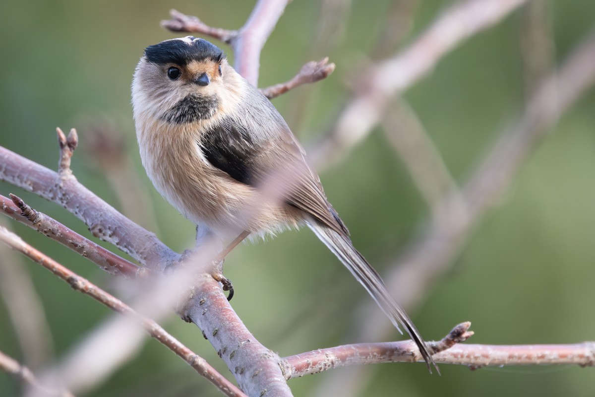 Silver-throated Tit - ML646224745