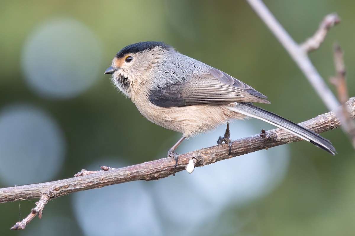 Silver-throated Tit - ML646224750