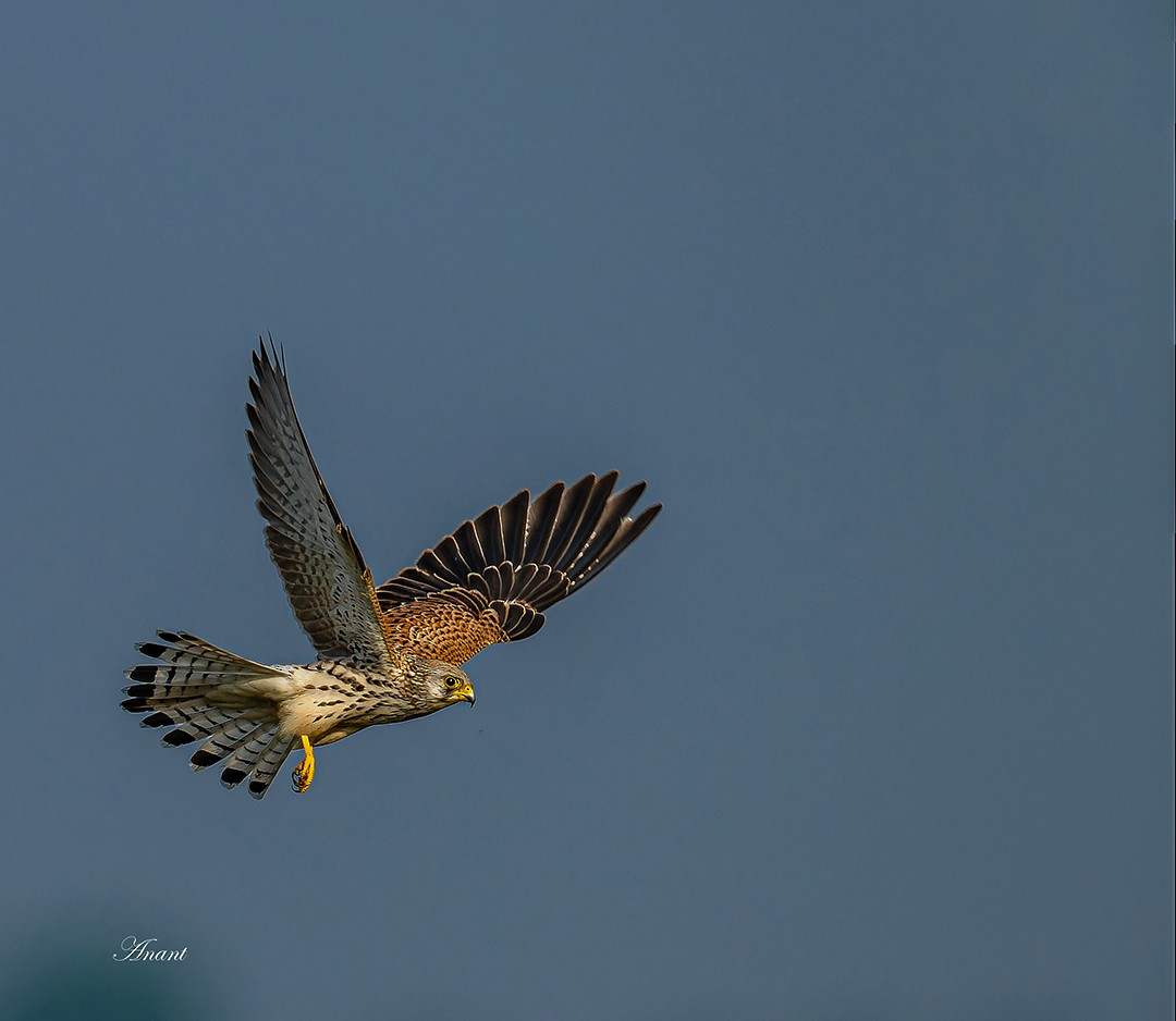 poštolka jižní - ML646224752