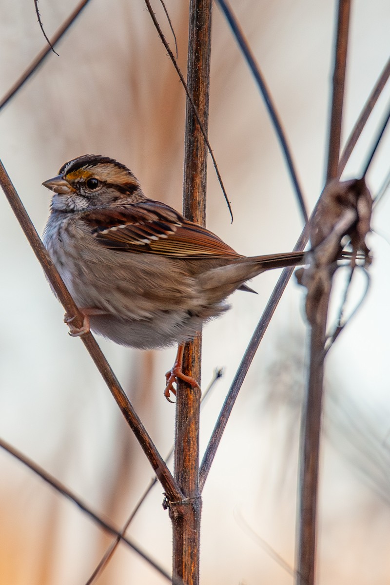 White-throated Sparrow - ML646224754