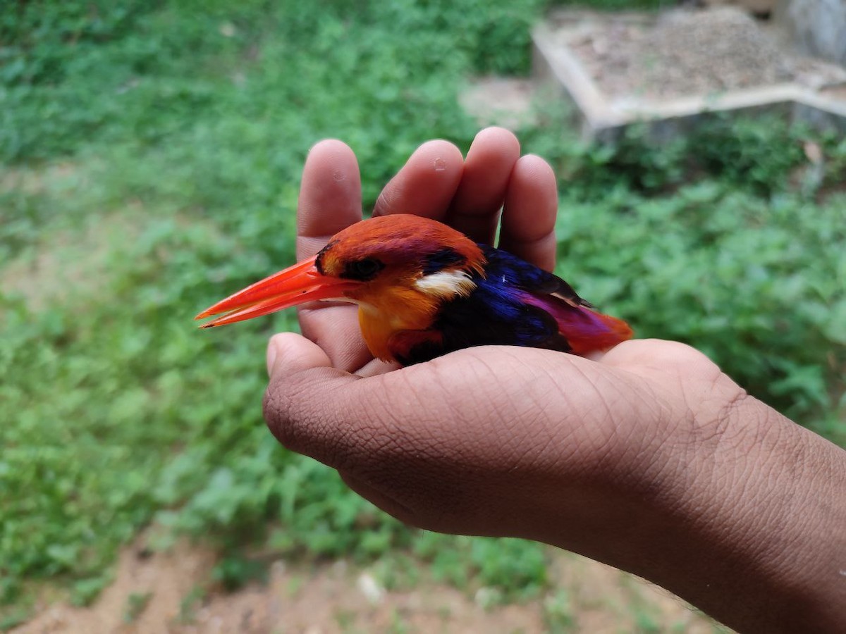 Black-backed Dwarf-Kingfisher - ML646224756