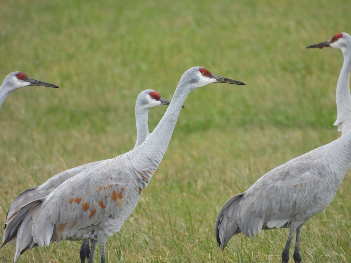 Sandhill Crane - ML646224757