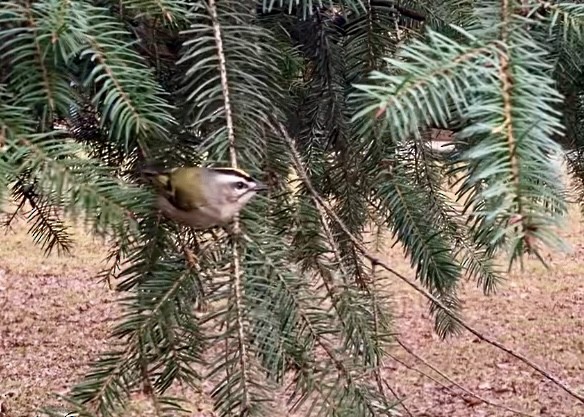 Golden-crowned Kinglet - ML646224764