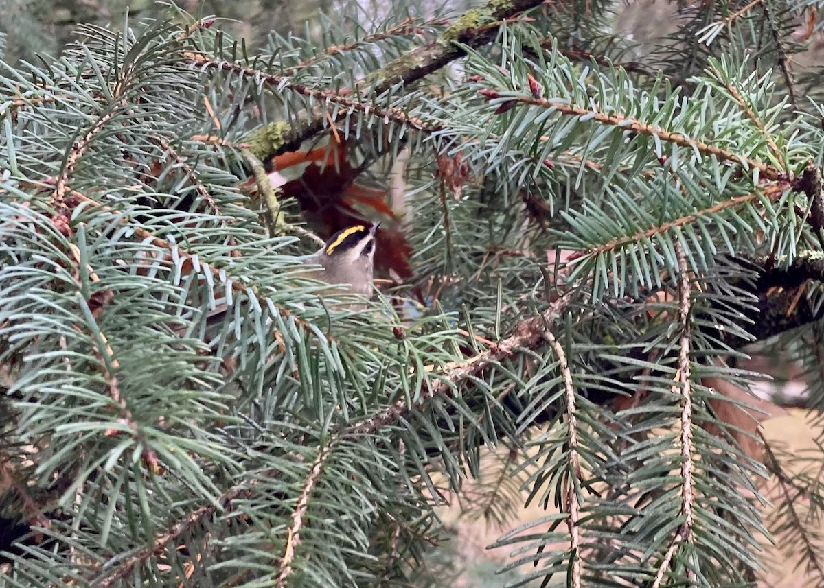 Golden-crowned Kinglet - ML646224765