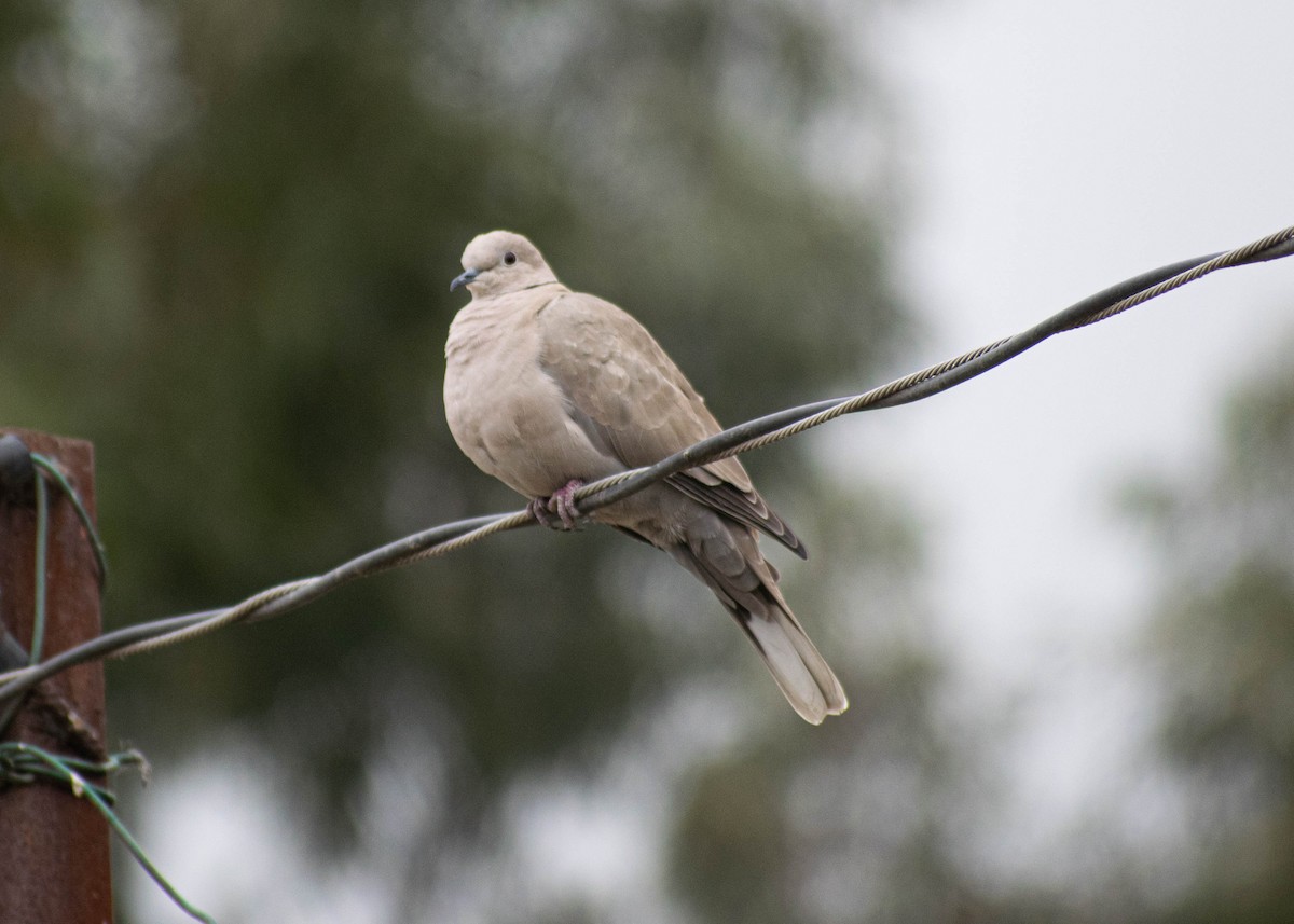Eurasian Collared-Dove - ML646224766