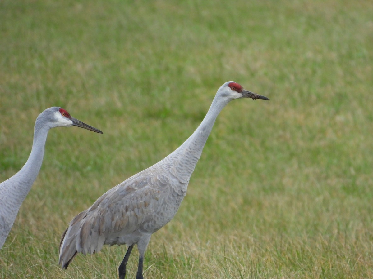Sandhill Crane - ML646224771