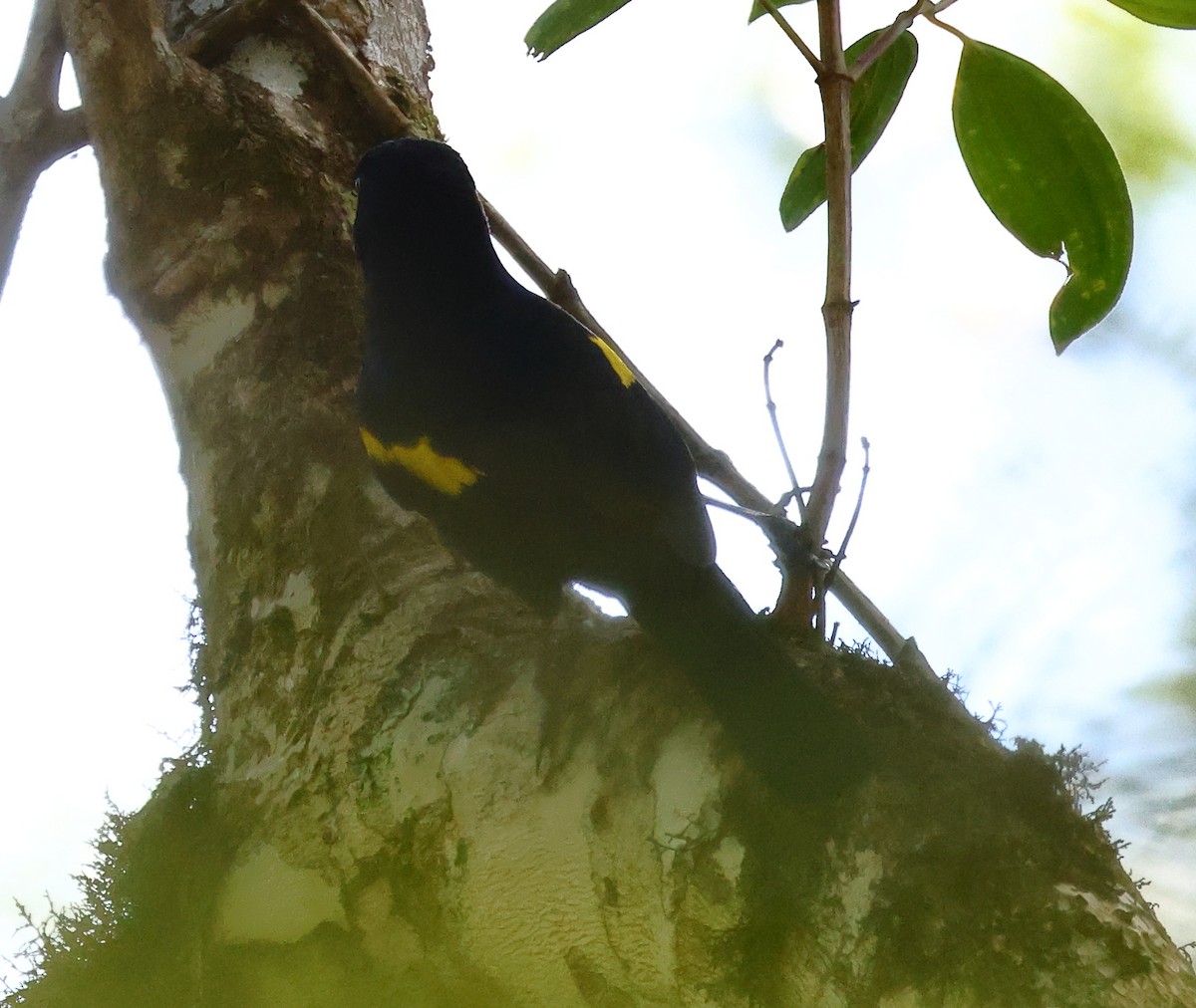 Golden-winged Cacique - ML646224778