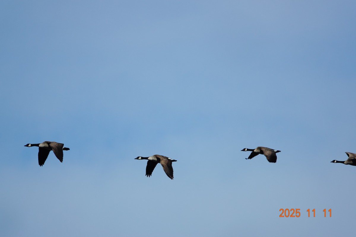 Canada Goose - ML646224779