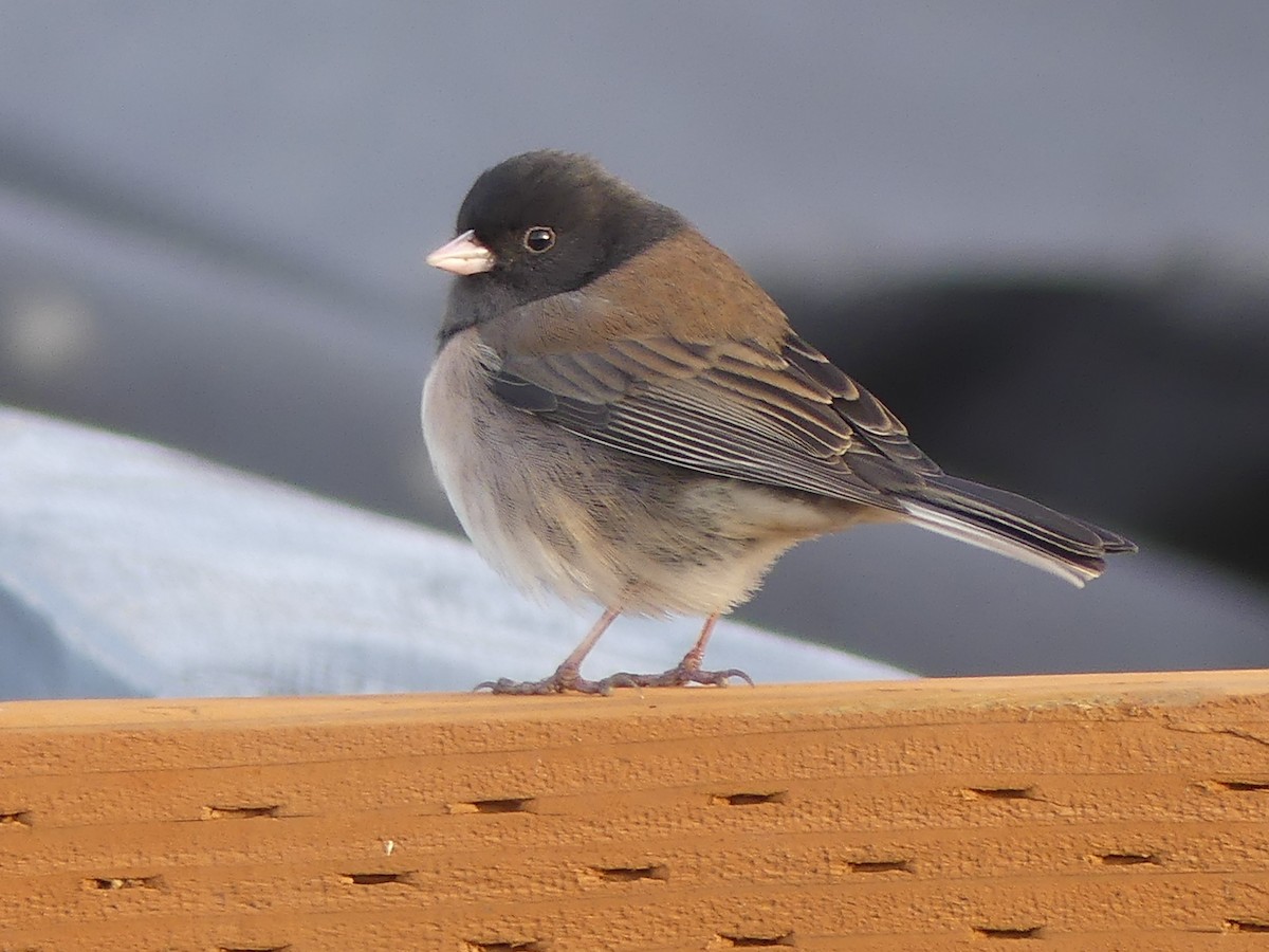 Dark-eyed Junco (Oregon) - ML646224781