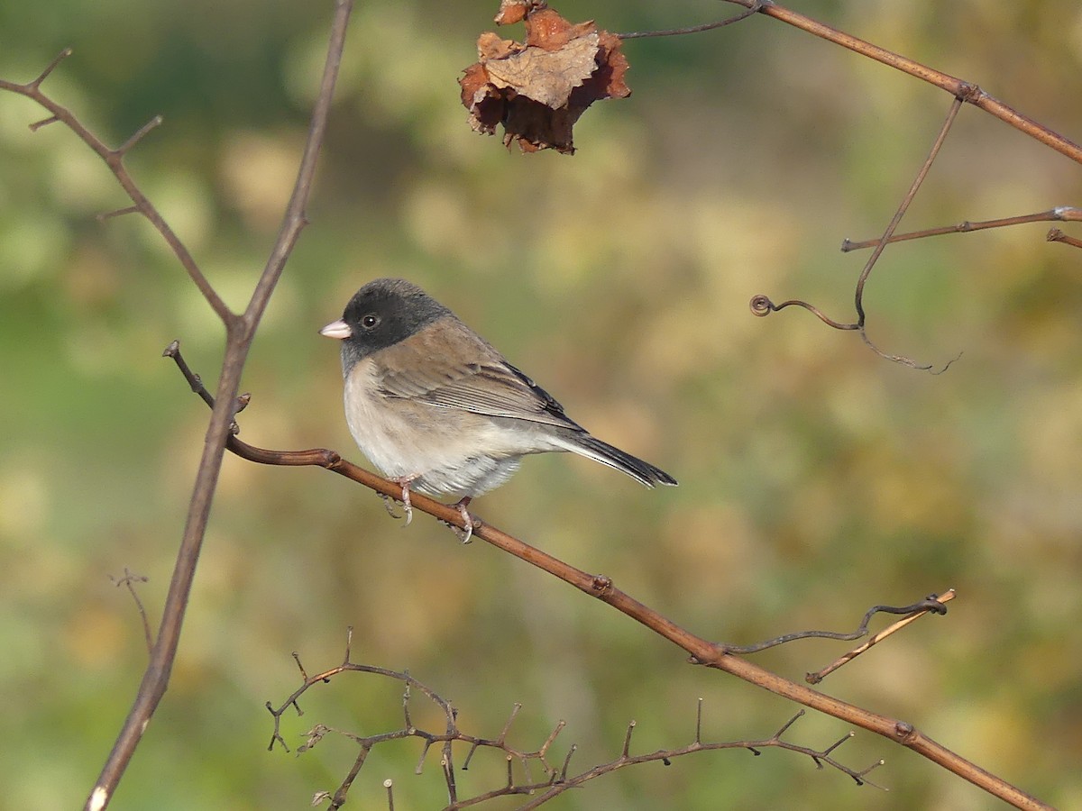 Dark-eyed Junco (Oregon) - ML646224782