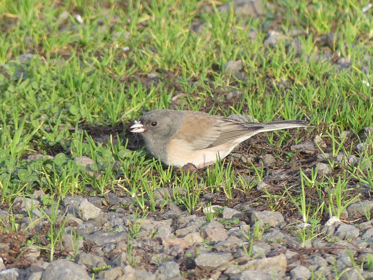 Dark-eyed Junco (Oregon) - ML646224783