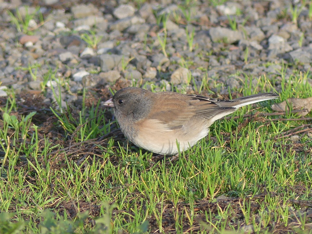 Dark-eyed Junco (Oregon) - ML646224784