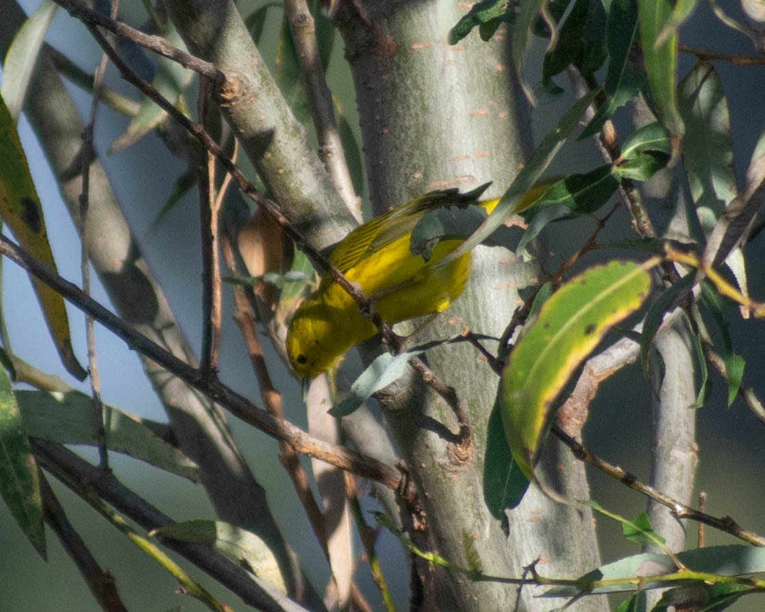 Northern Yellow Warbler - ML646224785