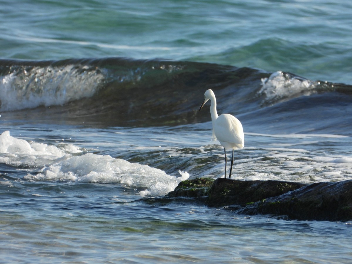 小白鷺 - ML646224787