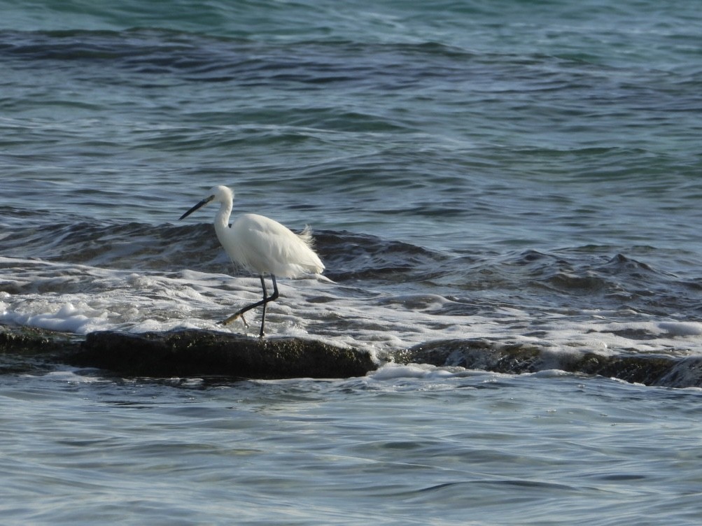 小白鷺 - ML646224789