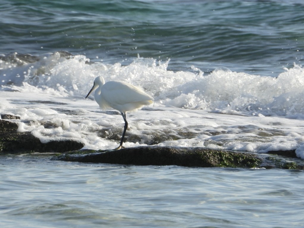 小白鷺 - ML646224790