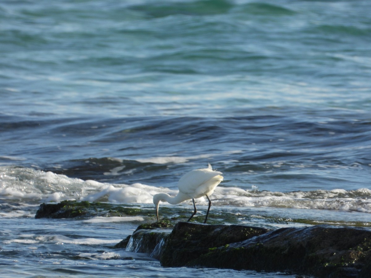 小白鷺 - ML646224792