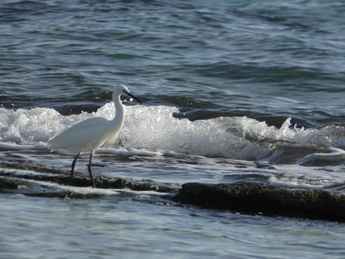 小白鷺 - ML646224793