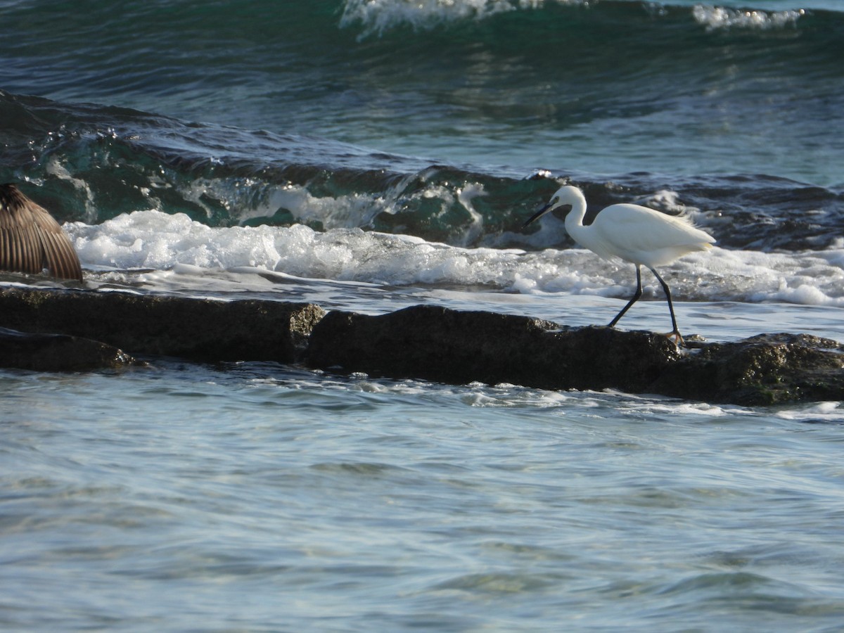 小白鷺 - ML646224794