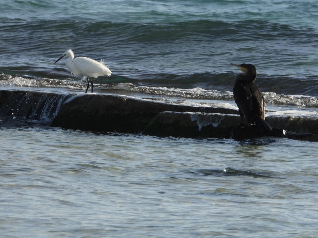 小白鷺 - ML646224795
