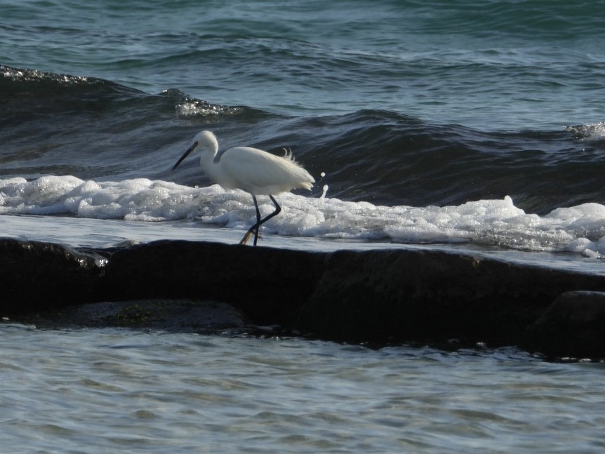 小白鷺 - ML646224796