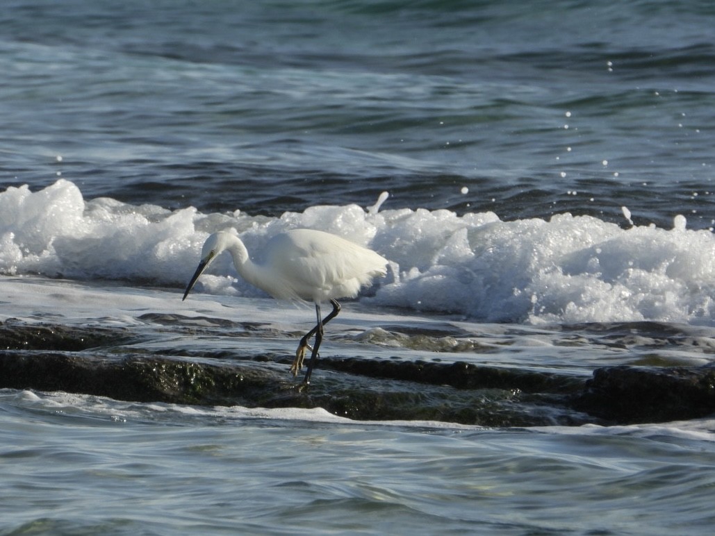 小白鷺 - ML646224797