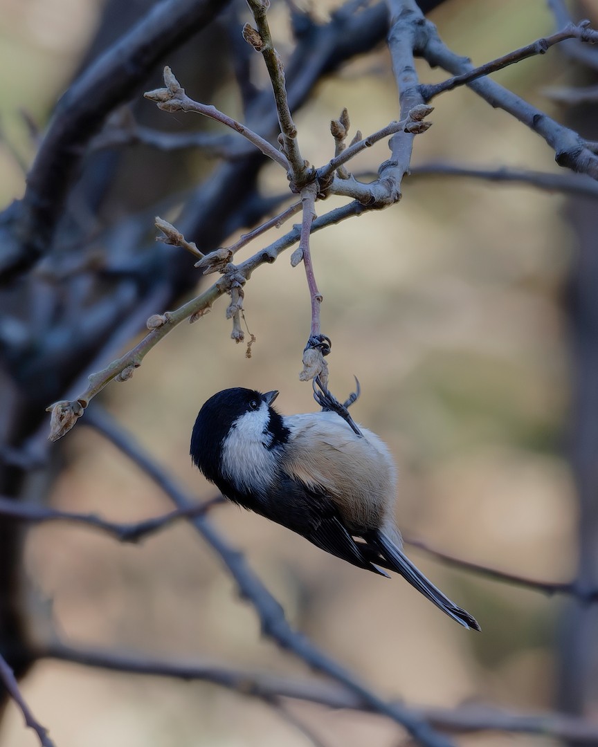 Black-capped Chickadee - ML646224799