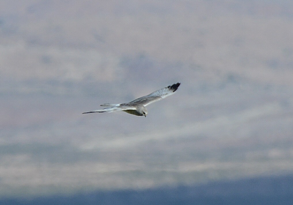 Northern Harrier - ML646224803