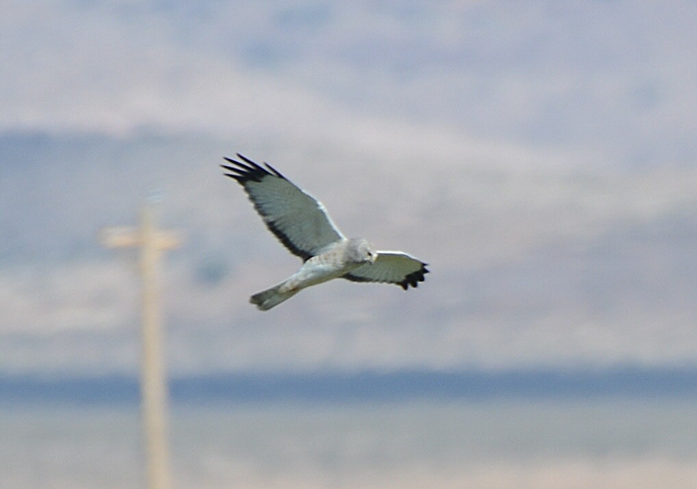 Northern Harrier - ML646224804