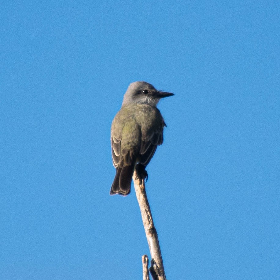 Tropical Kingbird - ML646224805
