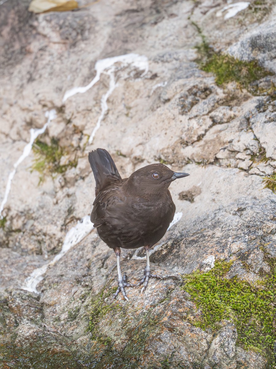 河烏 - ML646224816