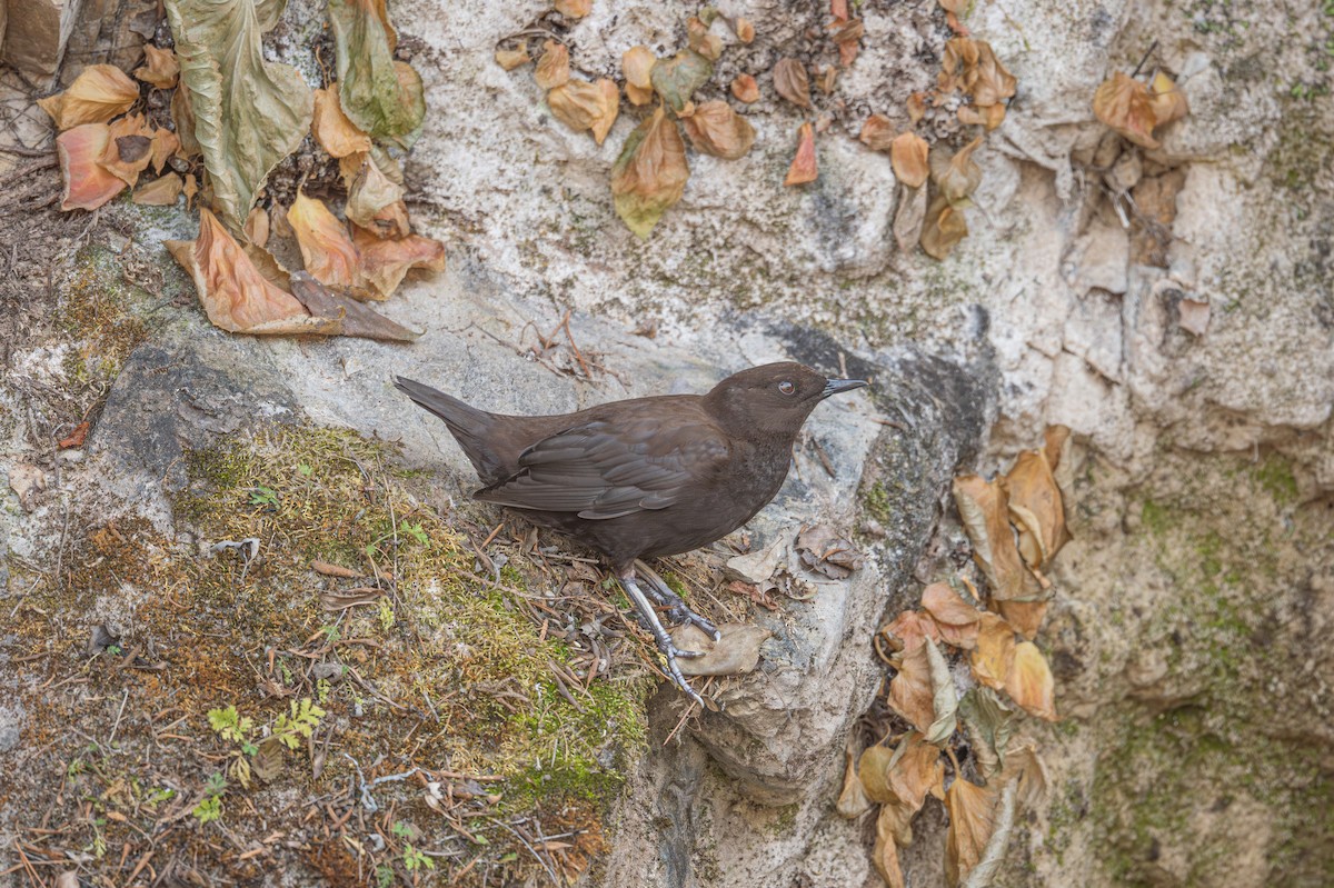 河烏 - ML646224820