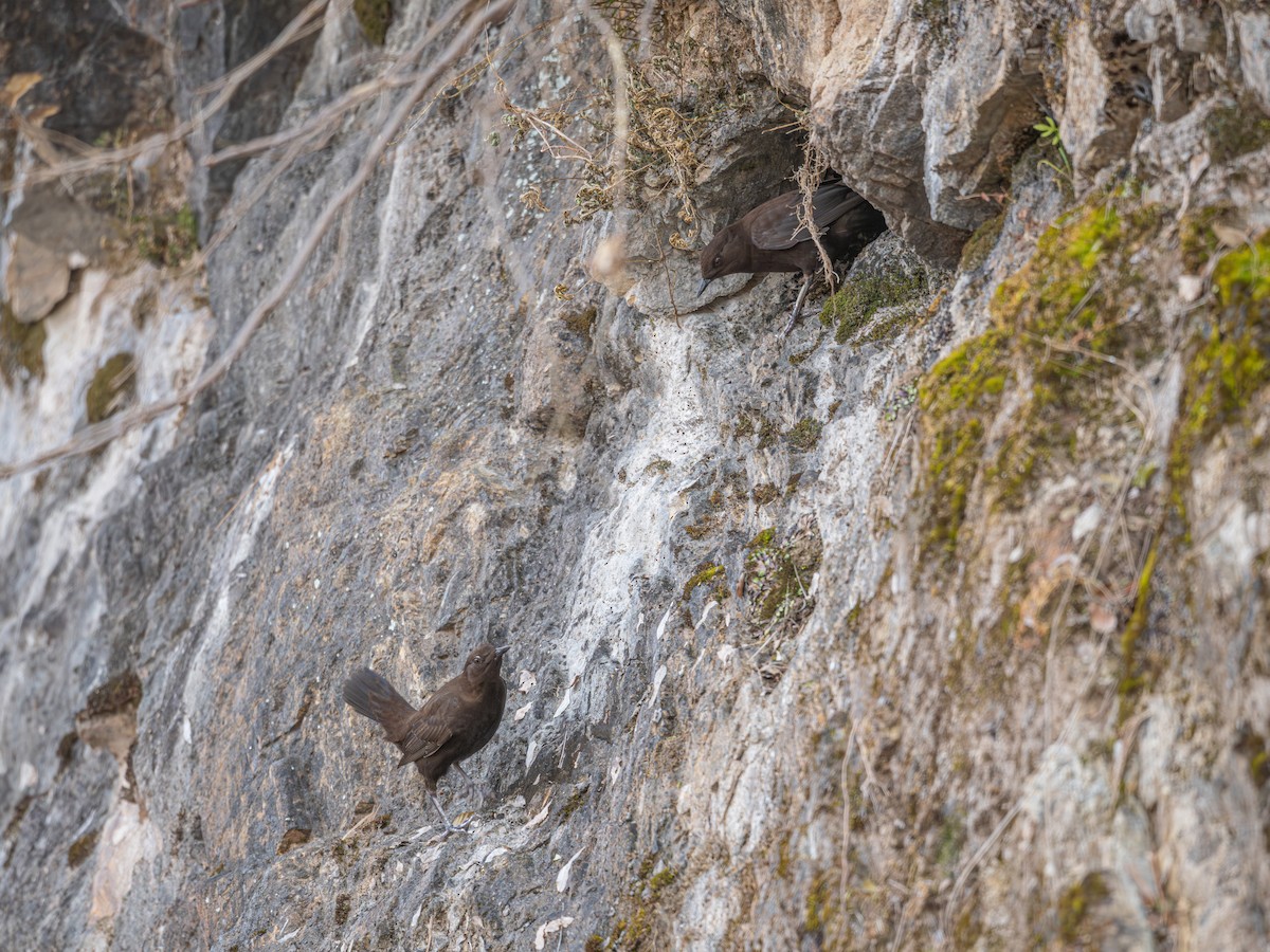 河烏 - ML646224821