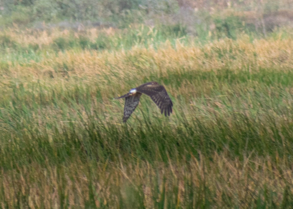Northern Harrier - ML646224823
