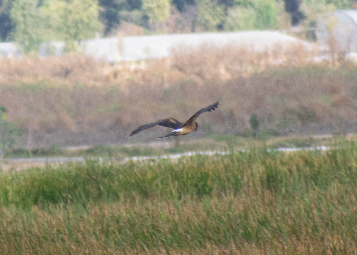 Northern Harrier - ML646224824