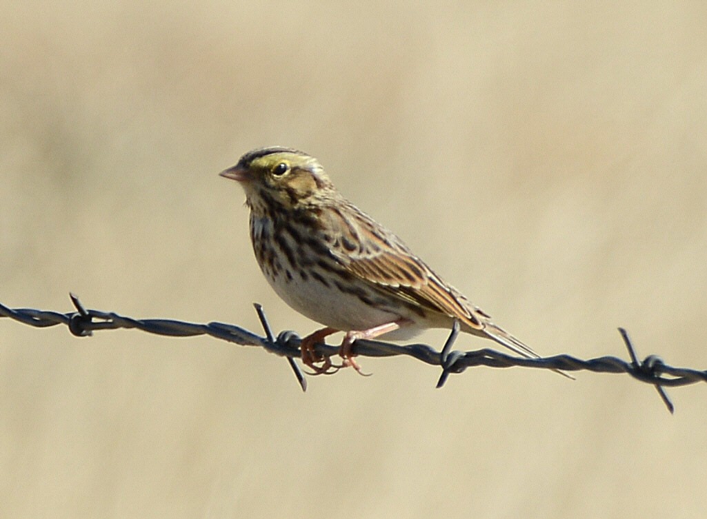 稀樹草鵐 - ML646224826