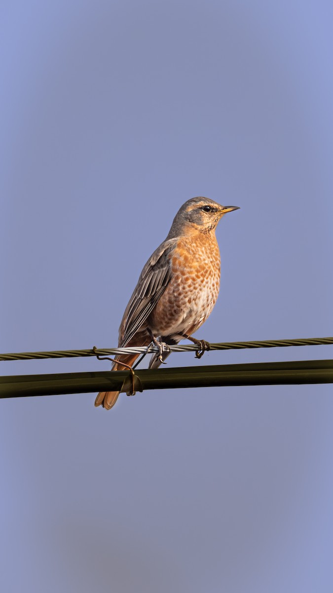 紅尾鶇 - ML646224827