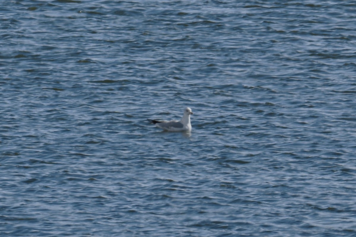 Ring-billed Gull - ML646224828
