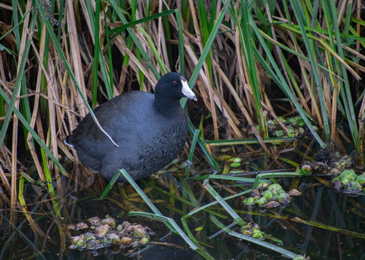 American Coot (Red-shielded) - ML646224829