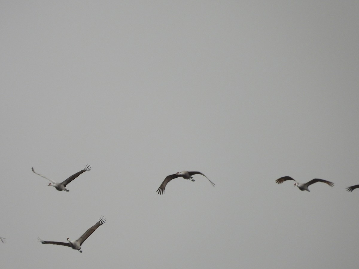 沙丘鶴 - ML646224830