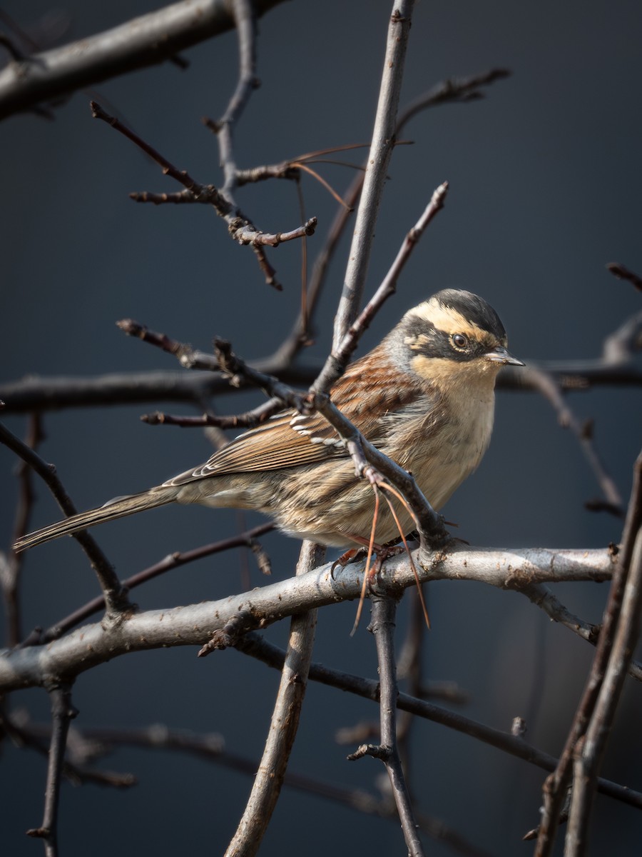 棕眉山岩鷚 - ML646224831