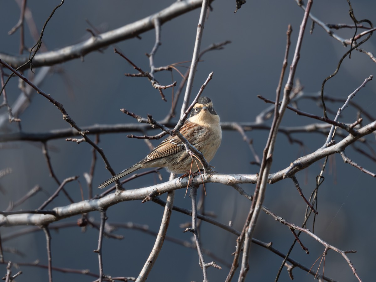 棕眉山岩鷚 - ML646224832