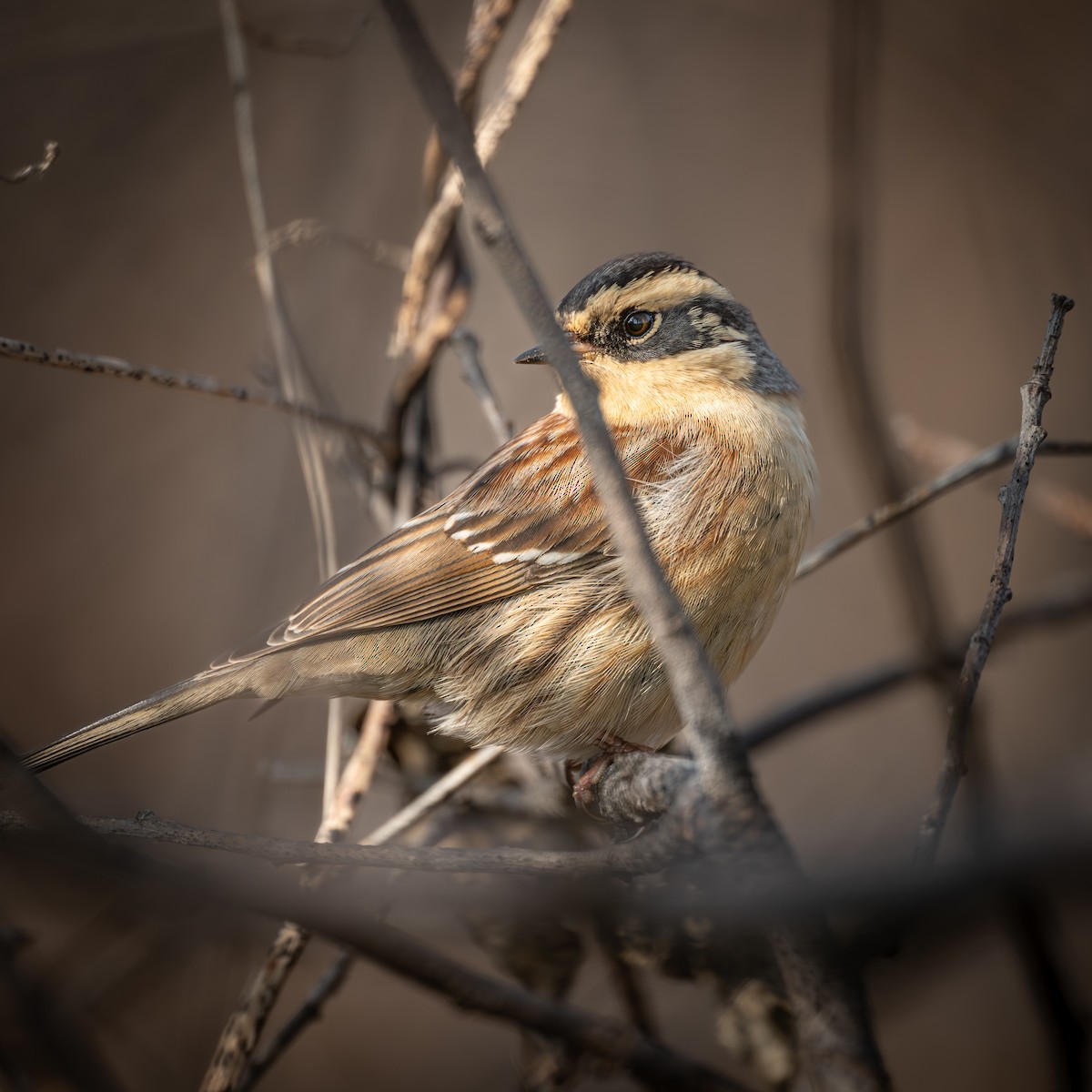 棕眉山岩鷚 - ML646224833