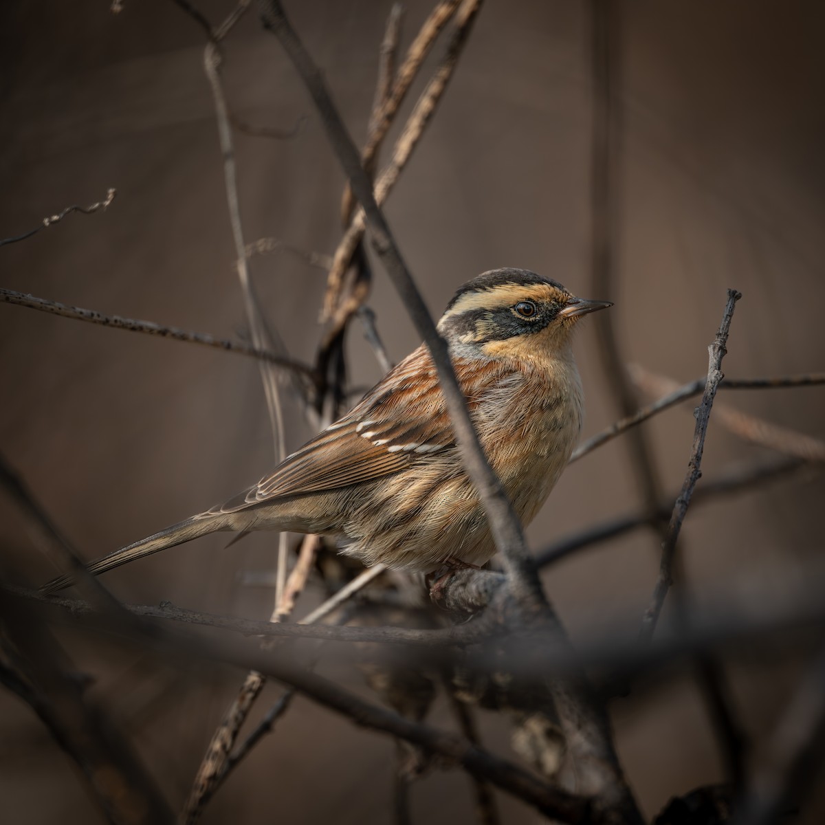 棕眉山岩鷚 - ML646224834