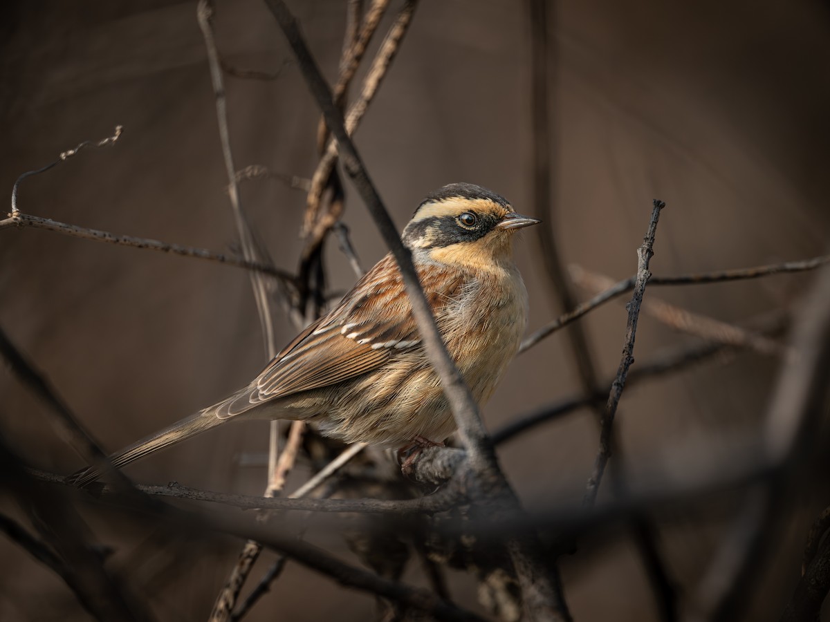 棕眉山岩鷚 - ML646224835